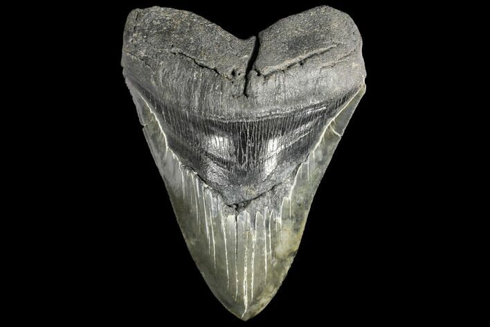 Serrated, Fossil Megalodon Tooth #134288